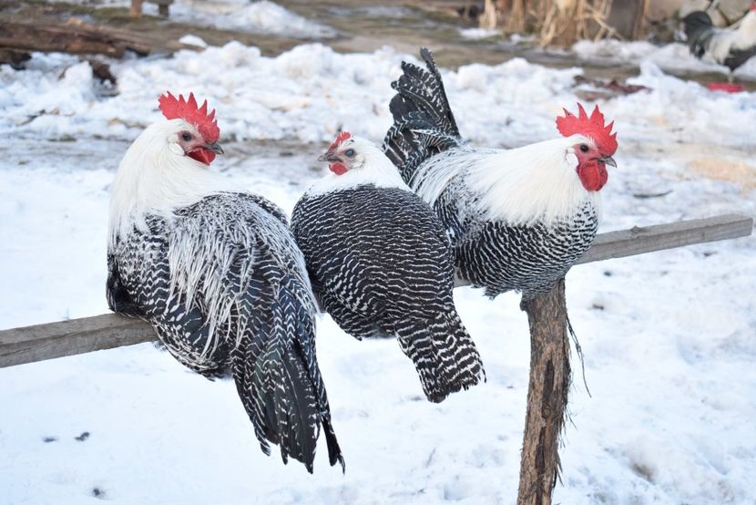 brakel - Brakel argintiu