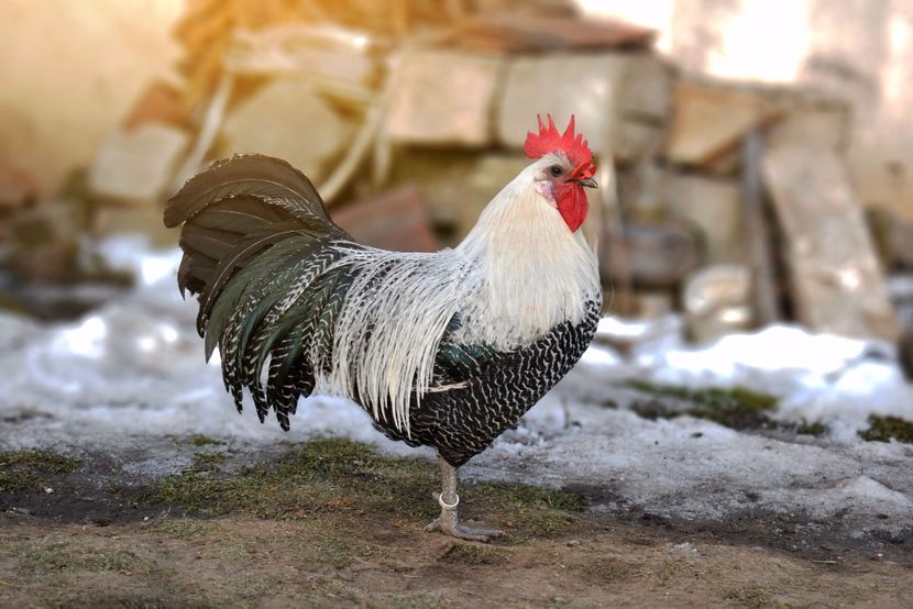 brakel - Brakel argintiu