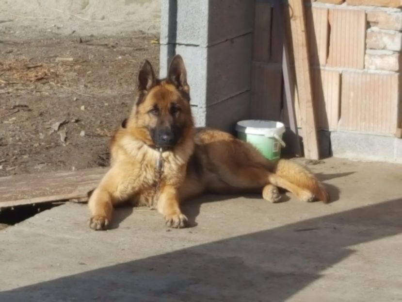 ELSA WILDERHUND alias LADY - Paza