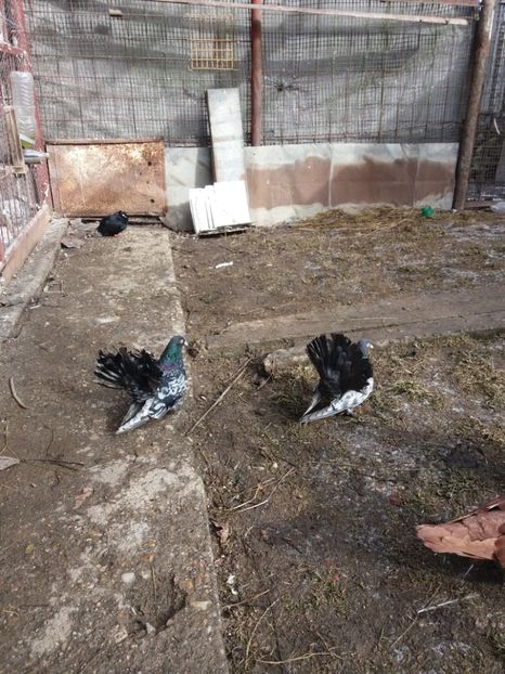  - Roller de Cluj