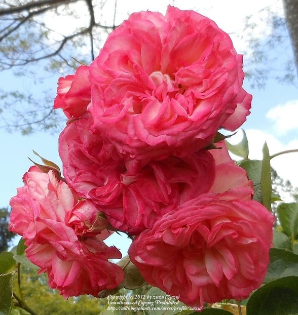 antike89 - DORINTE - TRANDAFIRI