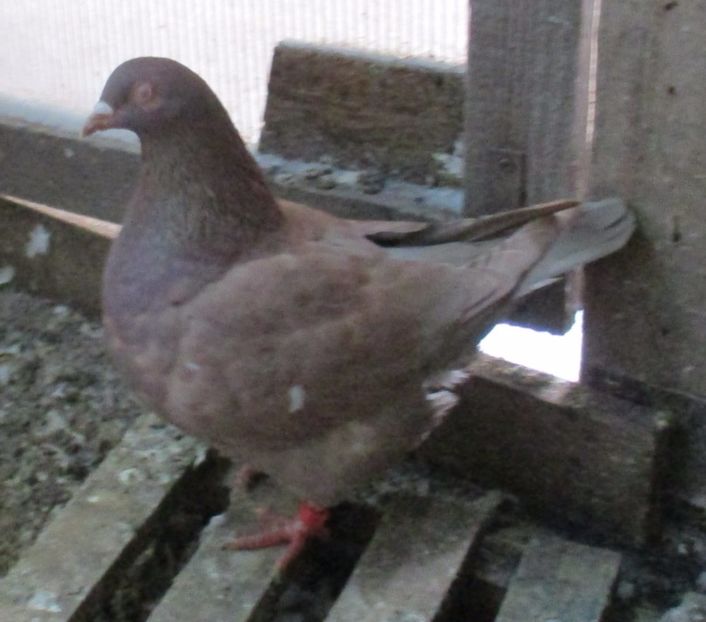 F-2016 inel A0228 - PERECHEA 08 -Alb gulerat si Rosie -pentru 2017