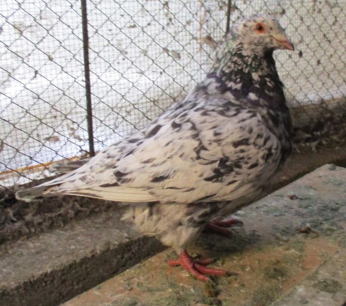 M-2016 inel 135 - PERECHEA 09_Alb patat _Bobat si fem Neagra_pentru 2017