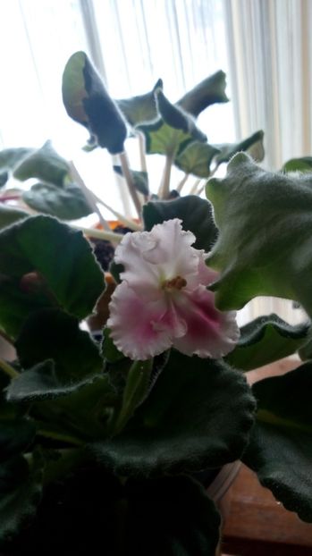  - Crimson Ice-pierdută