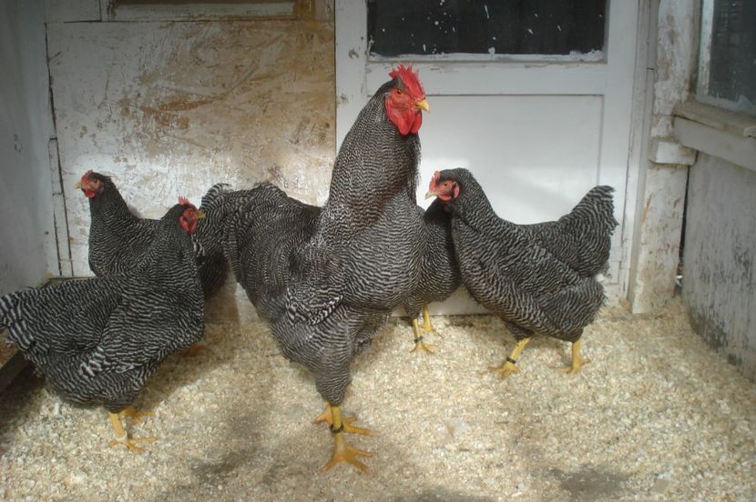  - PLYMOUTH ROCK BARAT 2016-2017 FAMILIA 4