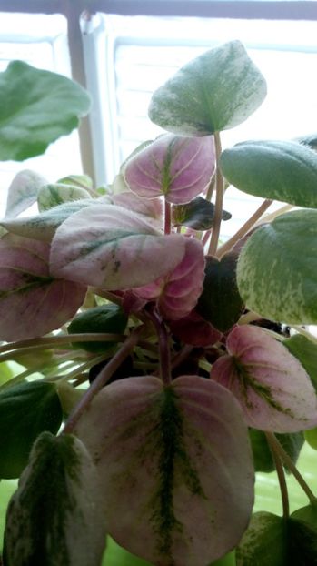  - Ramblin Amethyst sport