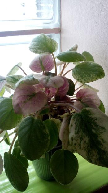  - Ramblin Amethyst sport