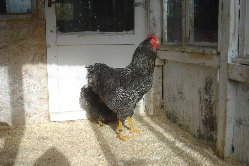  - PLYMOUTH ROCK BARAT 2016-2017 FAMILIA 4