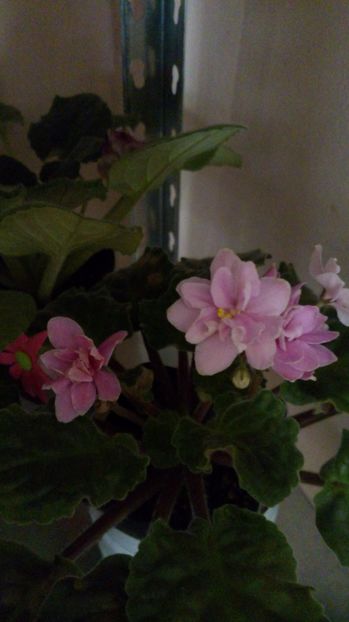  - Necunoscută-pierdută