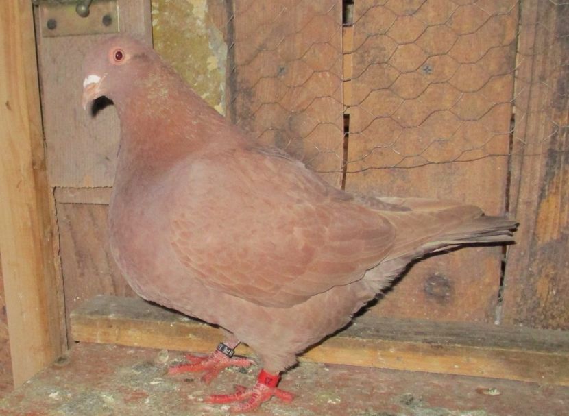 F - 2016 inel A 0229 - Rosie - 00_TEXANI PERECHI pentru 2017