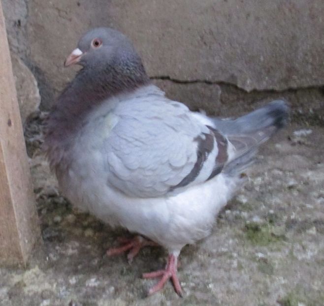 F - 2016- inel 6807- Albastra cu trese - 00_TEXANI PERECHI pentru 2017