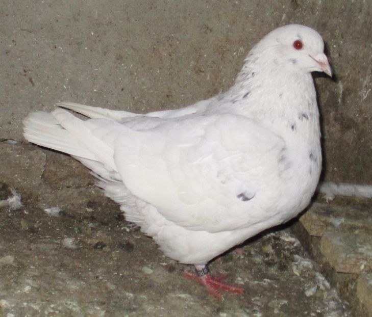 M-2016 inel A 0266 -Alb putin patat - 00_TEXANI PERECHI pentru 2017