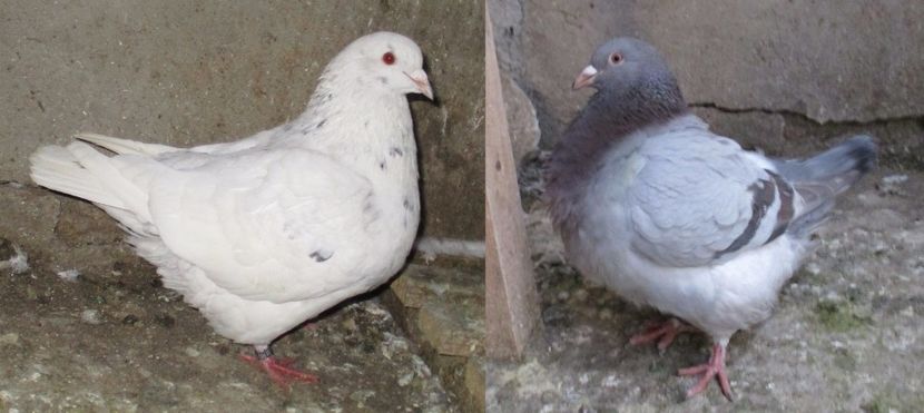 Perechea 6 - pentru 2017 - 00_TEXANI PERECHI pentru 2017