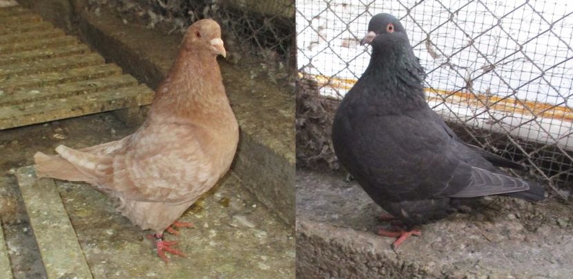 Perechea 4 - pentru 2017 - 00_TEXANI PERECHI pentru 2017