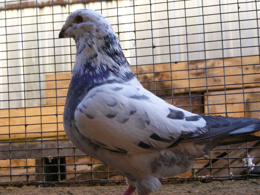 M 2016 VINDUT FEB. 2017 - PORUMBEI VINDUTI