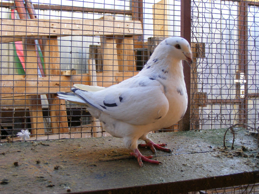 F 2016 60 VINDUT FEB.2017 - PORUMBEI VINDUTI