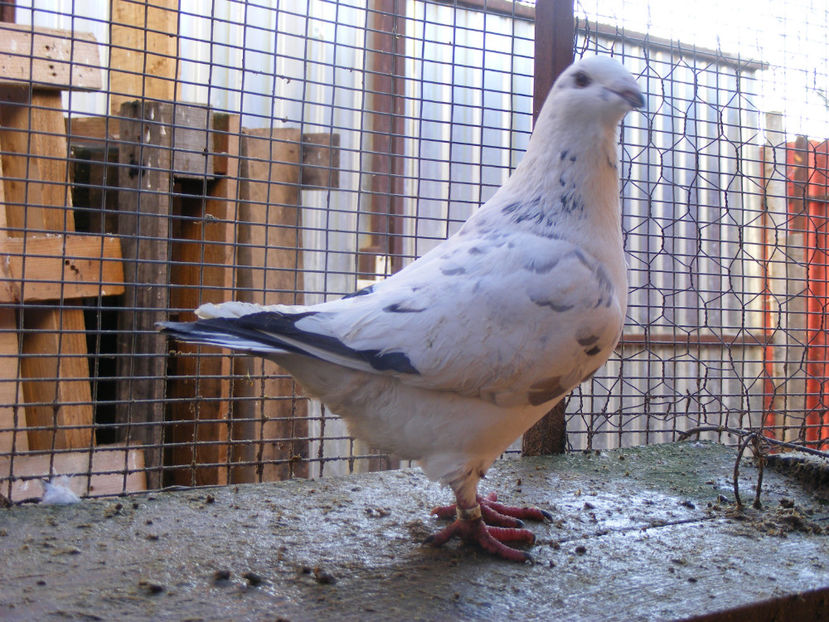 F 2016 VINDUTA FEB.2017 - PORUMBEI VINDUTI