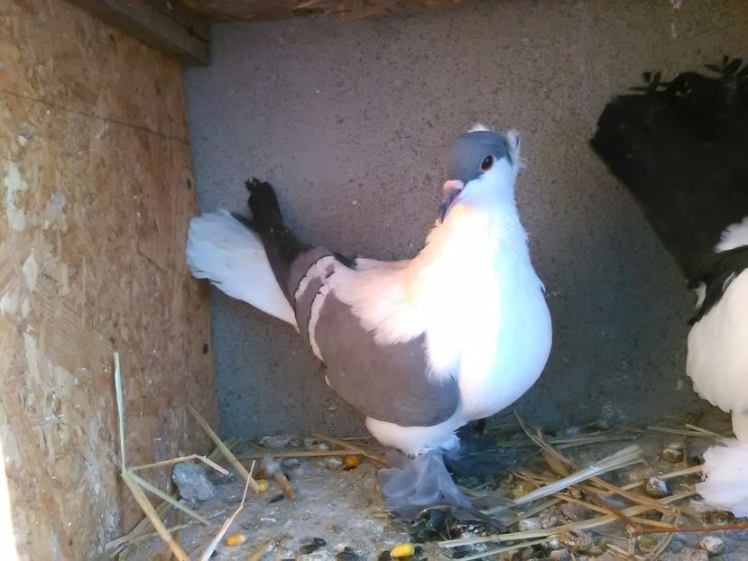 Masc.2016 Vindut - Porumbei vanduti