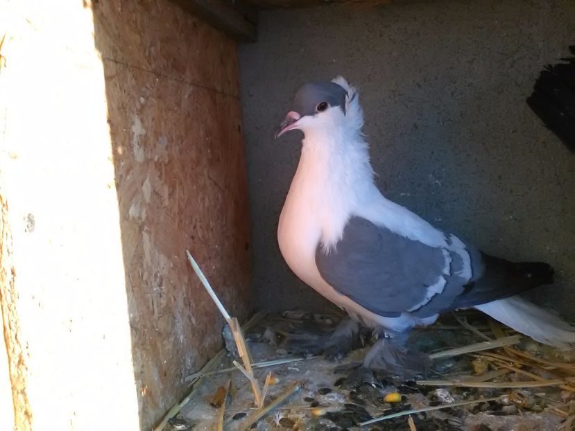 Vindut - Porumbei vanduti