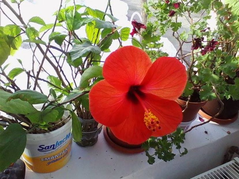 salmon - Trandafir japonez - hibiscus