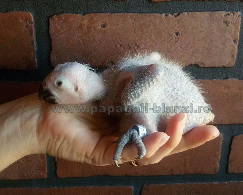 papagali Congo African Grey - Jako - papagali Congo African Grey - Jako