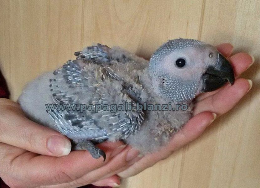 papagali Congo African Grey - Jako - papagali Congo African Grey - Jako