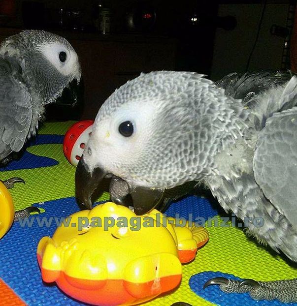 papagali Congo African Grey - Jako - papagali Congo African Grey - Jako