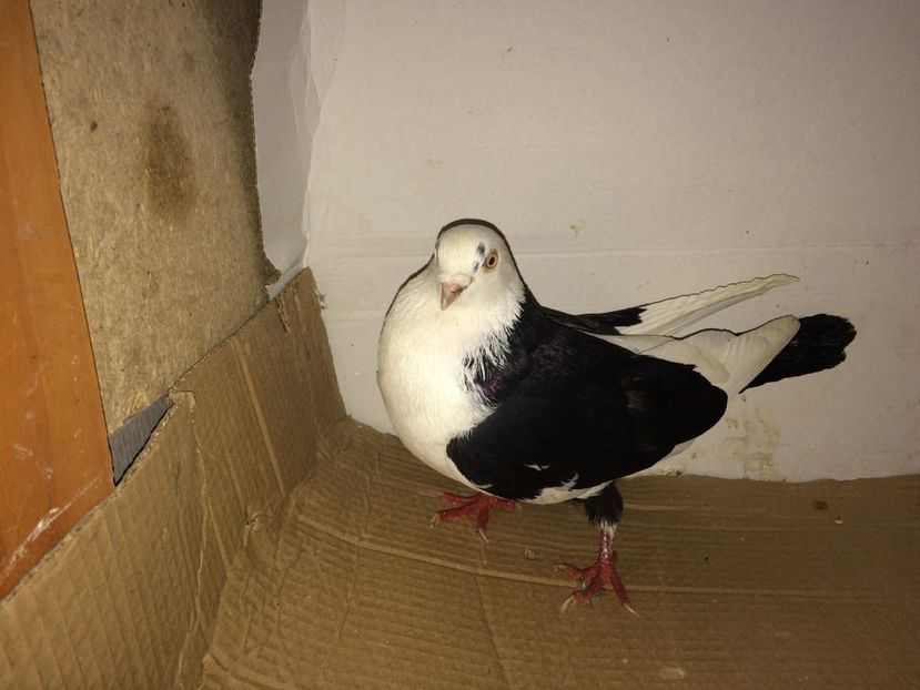 mascul  2011_1 - achiziții 2017