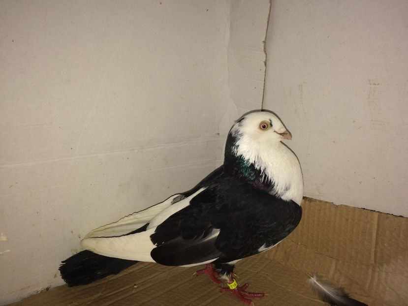 mascul  2011_2 - achiziții 2017