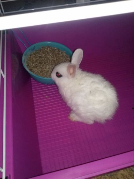 CAM01631 - Hotot pitic