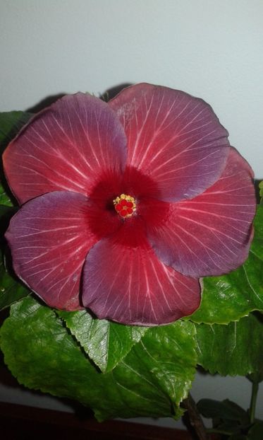  - Hibiscus Bayou Irene