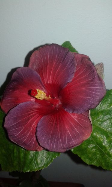  - Hibiscus Bayou Irene