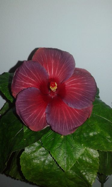  - Hibiscus Bayou Irene