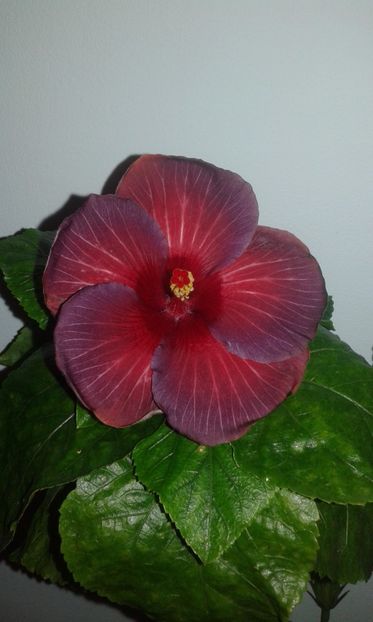  - Hibiscus Bayou Irene