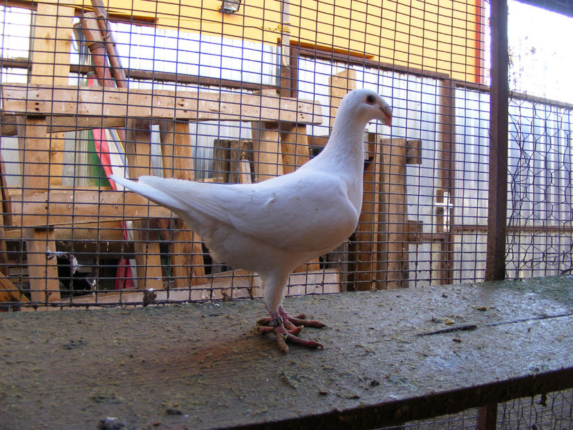 F 2016 VANDUTA APRILIE 2017 - PORUMBEI VINDUTI