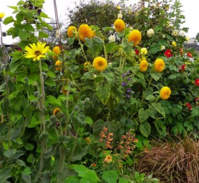  - SEMINTE FLOAREA SOARELUI DECORATIVA - TEDDY BEAR