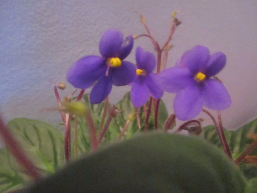  - Florile mele februarie 2017