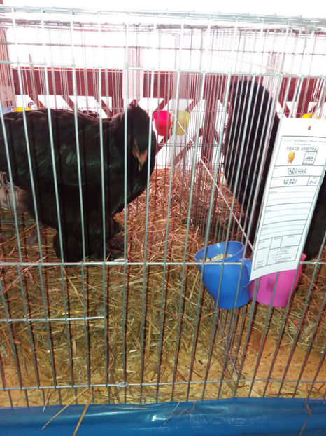 26.01.2017 014 - EXPOZITIE TIMISOARA 2017