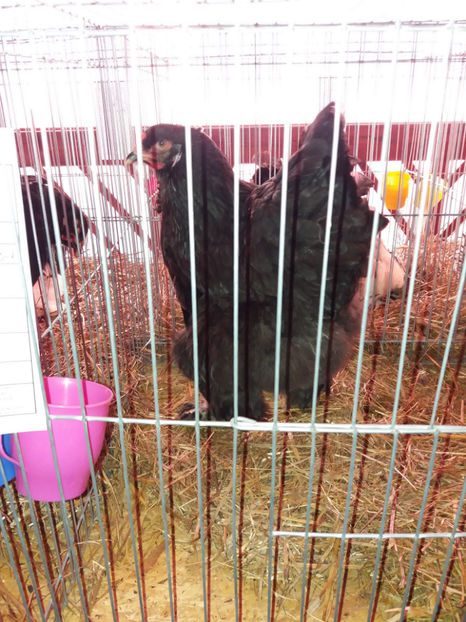 26.01.2017 015 - EXPOZITIE TIMISOARA 2017