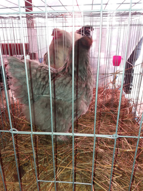 26.01.2017 018 - EXPOZITIE TIMISOARA 2017