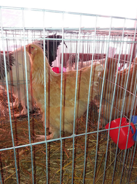 26.01.2017 023 - EXPOZITIE TIMISOARA 2017