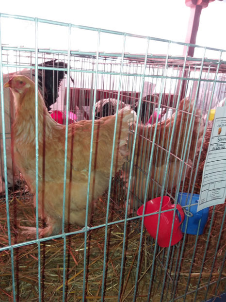 26.01.2017 024 - EXPOZITIE TIMISOARA 2017