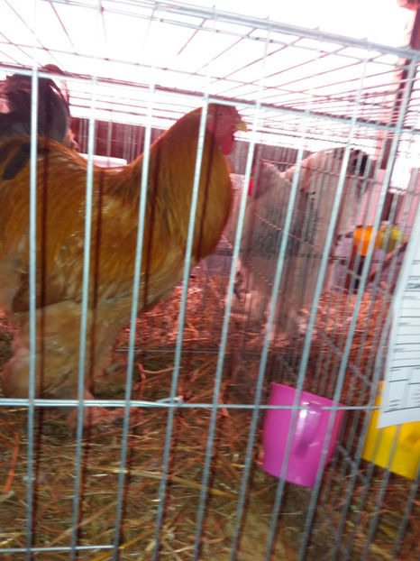 26.01.2017 025 - EXPOZITIE TIMISOARA 2017