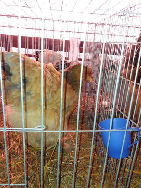 26.01.2017 027 - EXPOZITIE TIMISOARA 2017