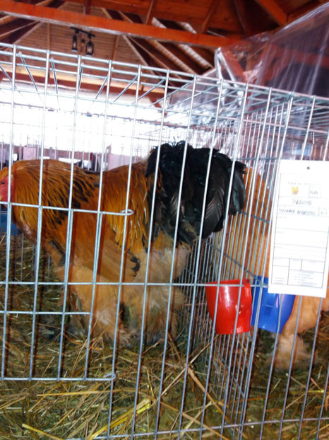 26.01.2017 028 - EXPOZITIE TIMISOARA 2017