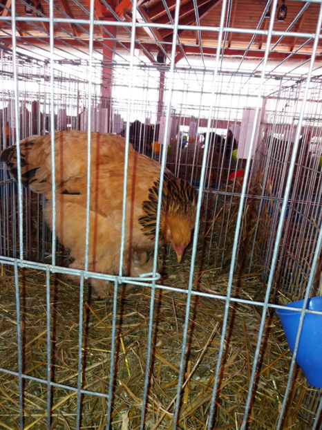 26.01.2017 029 - EXPOZITIE TIMISOARA 2017