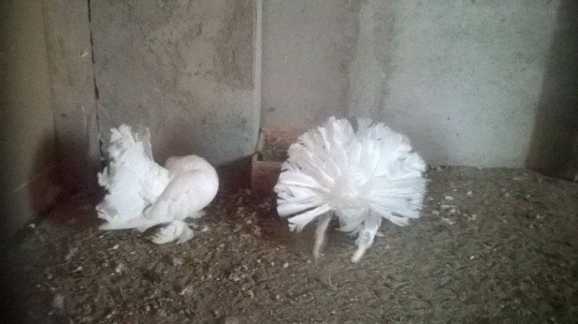  - VOLTATI INDIENI DIVERSE CULORI MATCA PENTRU 2017