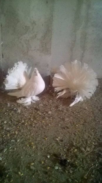  - VOLTATI INDIENI DIVERSE CULORI MATCA PENTRU 2017