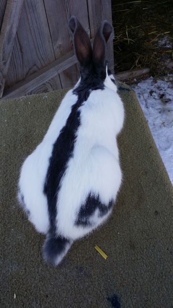  - M 2 PESTRIT ALBASTRU