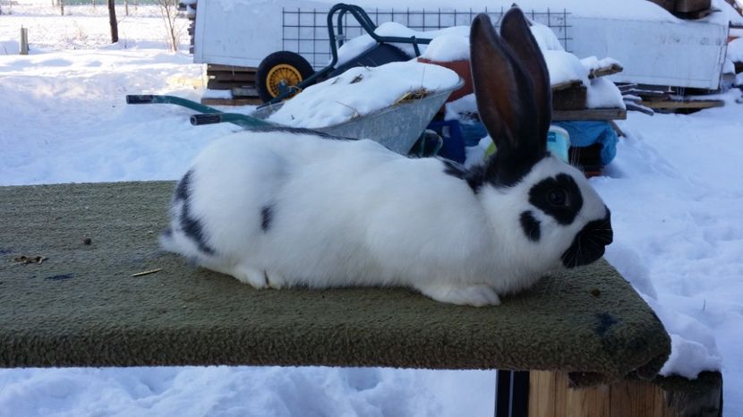  - M 2 PESTRIT ALBASTRU